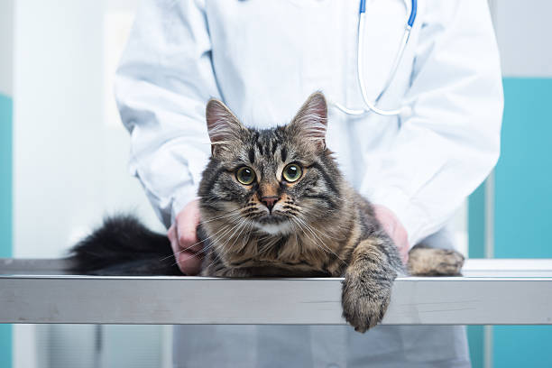 vétérinaire et chat - vet domestic cat veterinary medicine stethoscope photos et images de collection