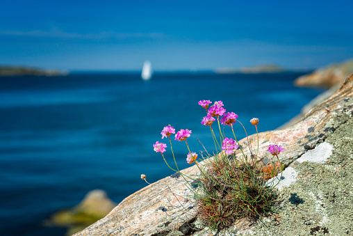 Sea thrift flowers and an arriving sailboat in the back.