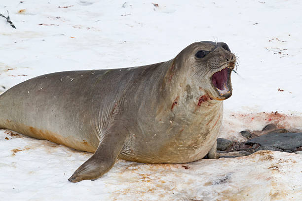 istock snarling young male southern elephant seals 498975259