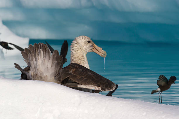 istock southern giant petrel eat carrion in Antarctic 498975431