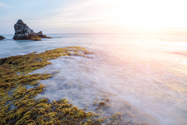 istock Rocks and seaweed (Sargassum sp.), Phang Nga - Thailand. 498975443