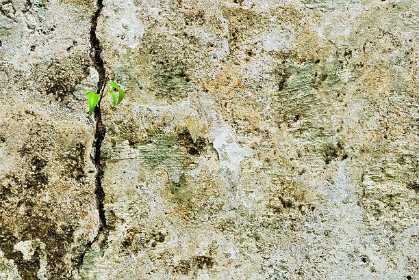 istock Texture of old concrete grunge wall covered with lichen moss 498975553