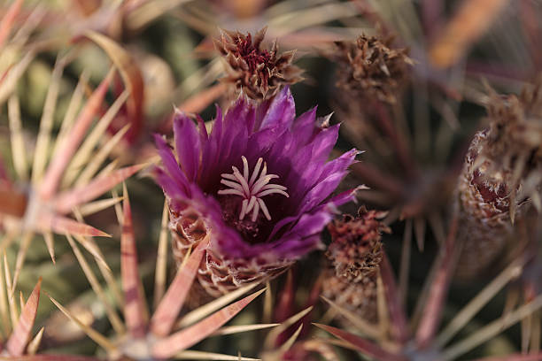 istock Ferocactus latispinus blooms pink flowers 498975746