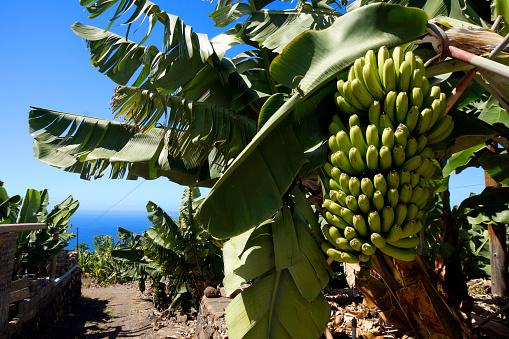 Canarian banana plantation with immature bananas
