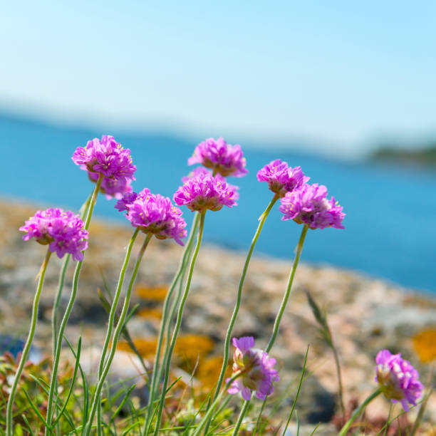 istock Sea Thrift flowers 498975980