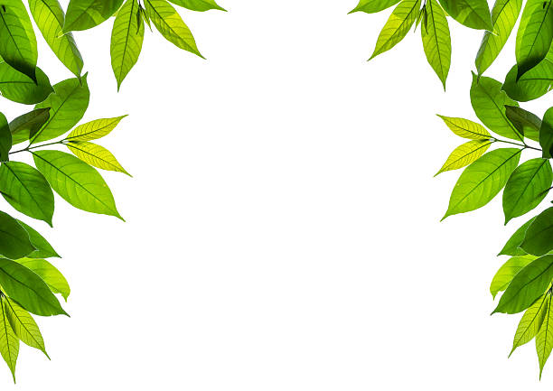 isolated branch of green young leave on white background (2)