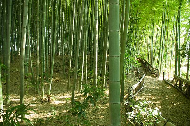 대나무 숲 웨이 - footpath single lane road bamboo bamboo shoot 뉴스 사진 이미지