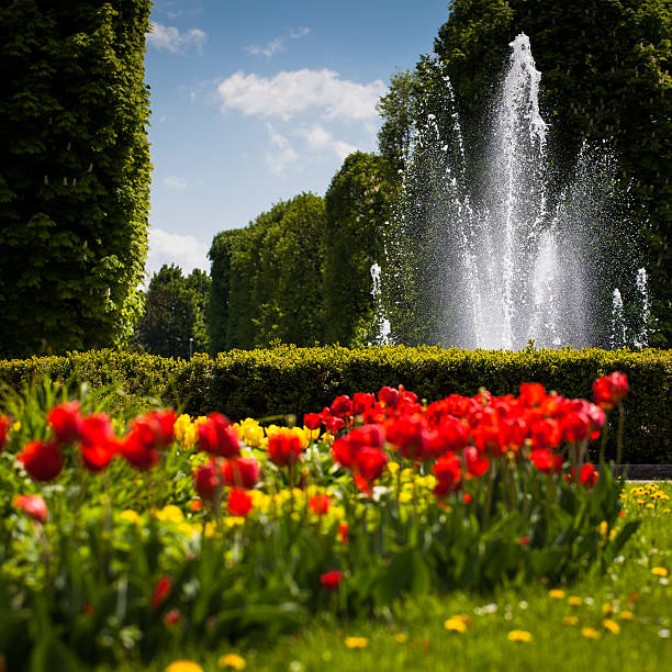 istock Blossoming tulip flowers 498976945
