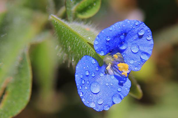 istock Blue Wonder - Wild Flower Background - Beautiful Colors 498977135