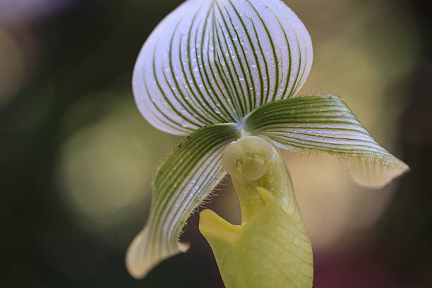 istock Lady Slipper Orchid Paphiopedilum 498977320