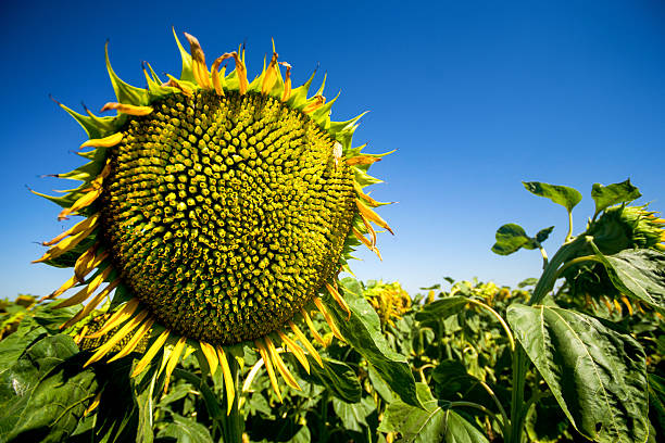 istock Sunflower in the field 498977361