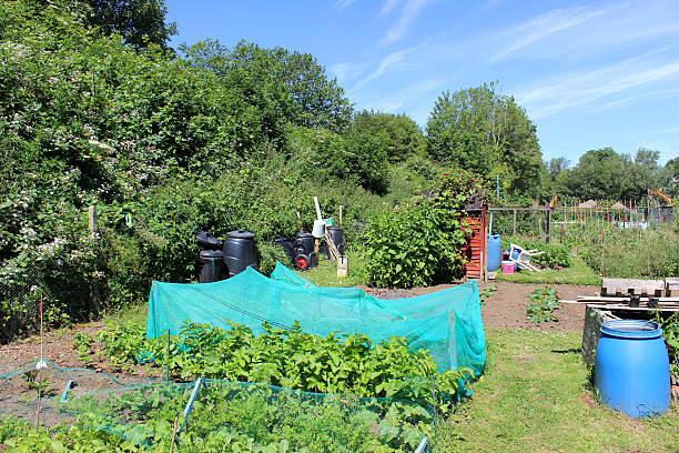 istock Image of allotment vegetable garden with netting cloches, compost bin 498977383