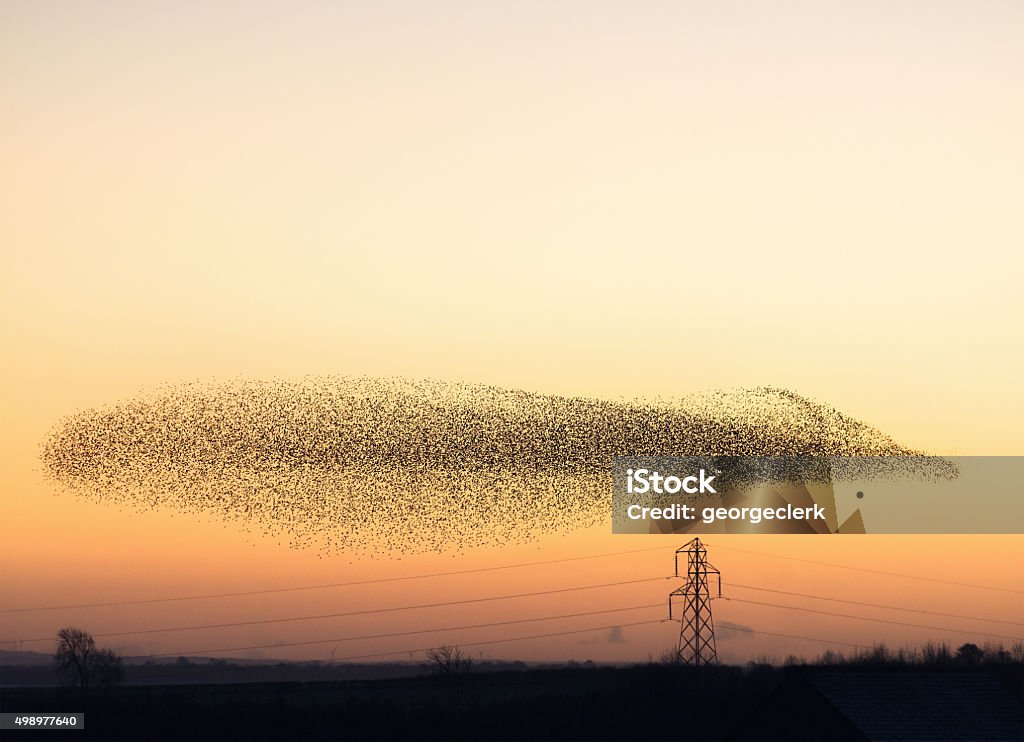 Murmuration von Starlings in der Dämmerung - Lizenzfrei Vogelschwarm Stock-Foto