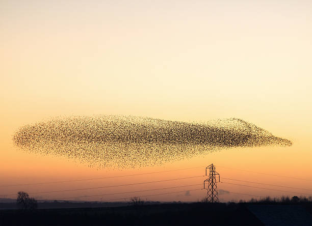 murmuration de starlings au crépuscule - autumn glory photos et images de collection