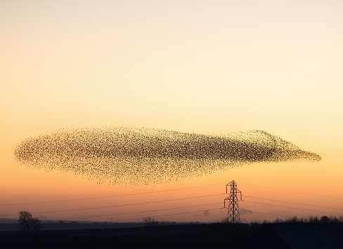 A natural phenomenon - hundreds of thousands of starlings collecting to fly together at dusk near the Solway firth and the Scottish town of Gretna.