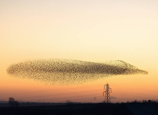 Murmuration of Starlings at dusk A natural phenomenon - hundreds of thousands of starlings collecting to fly together at dusk near the Solway firth and the Scottish town of Gretna. flock of birds stock pictures, royalty-free photos & images