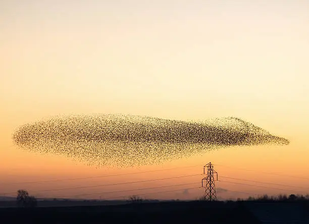 A natural phenomenon - hundreds of thousands of starlings collecting to fly together at dusk near the Solway firth and the Scottish town of Gretna.