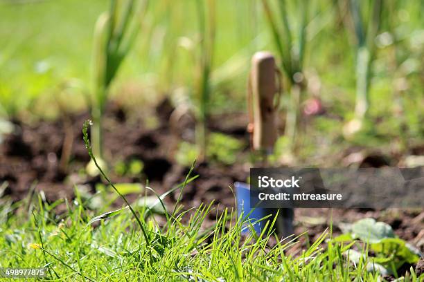 Image Of Garden Trowel In Vegetable Garden Allotment Hand Trowel Stock Photo - Download Image Now