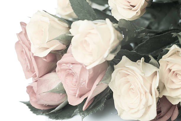 tons de pastel suave ramo de rosas com gota, isolado - morgan rose imagens e fotografias de stock