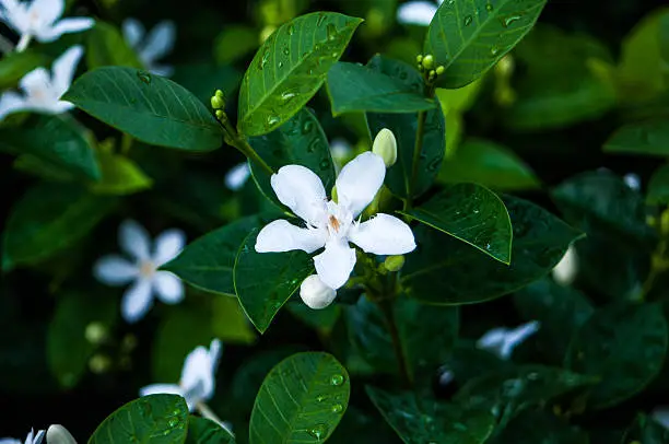 Close up of blossom of small white flower in Thailand