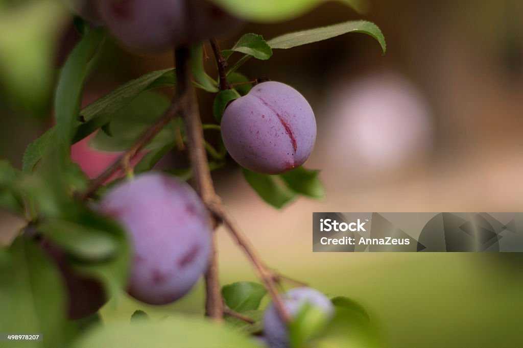 Ripe plums hanging on a tree Ripe plums growing in the Central Valley in California hanging on the tree.  Central Valley - California Stock Photo