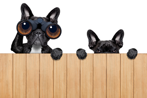 father and son dogs spying behind wood fence with camera and binoculars