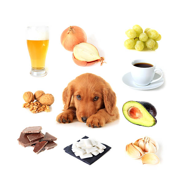 Foods toxic to dogs Chart of toxic foods for dogs. irish setter puppy stock pictures, royalty-free photos & images