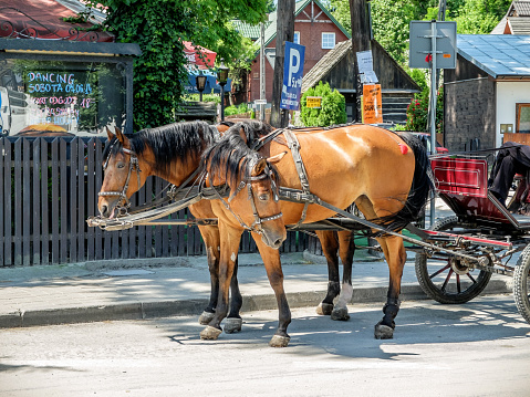 Two beautiful horses looking sad on a busy street in metropolitan jungle in Kazimierz Dolny city.