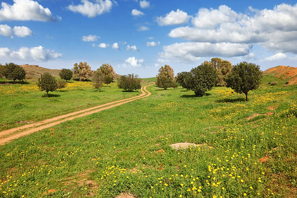 istock The rural footpath crosses a meadow 498979105