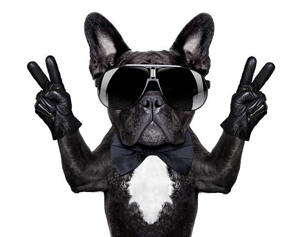 Cool Dog Stock Photo - Download Image Now - Dog, Cool Attitude, Black Color  - iStock