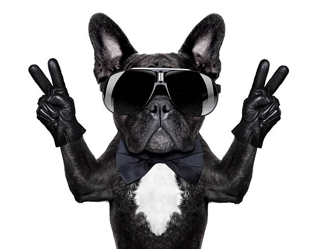 Cool Dog Stock Photo - Download Image Now - Dog, Cool Attitude, Black Color - iStock Cool Dog Stock Photo - Download Image Now - Dog, Cool Attitude, Black Color - iStock