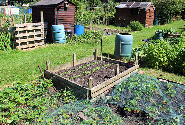 istock Allotment vegetable garden image, strawberry plants, raised bed, lettuce seedlings 498979299
