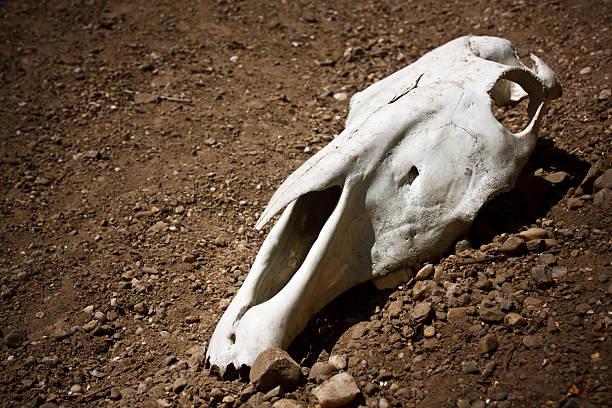 cráneo de animal - animal skull drought animal bone dry fotografías e imágenes de stock