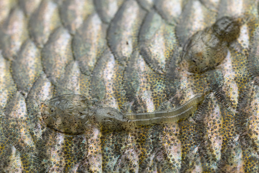 Digital photo of a female Caligidae on fish. 