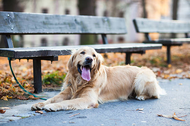 linda perro esperar hipócritamente su maestro - newspaper dog pets grass fotografías e imágenes de stock