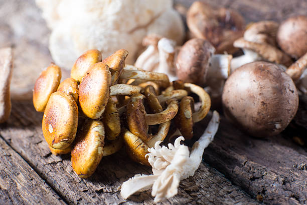 istock Fresh fungus mushrooms wild 498979996