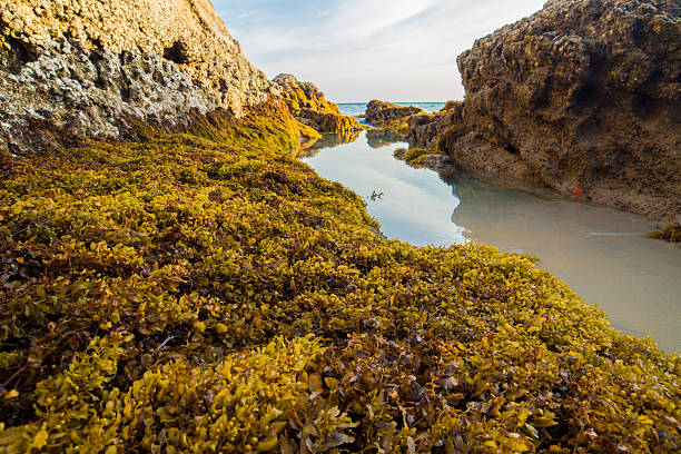 istock Rocks and yellow seaweed (Sargassum sp.), Phang Nga - Thailand. 498980467