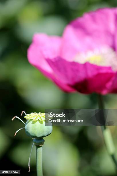 Garden Image Of Purple Pink Poppy Flower With Seed Head Stock Photo - Download Image Now