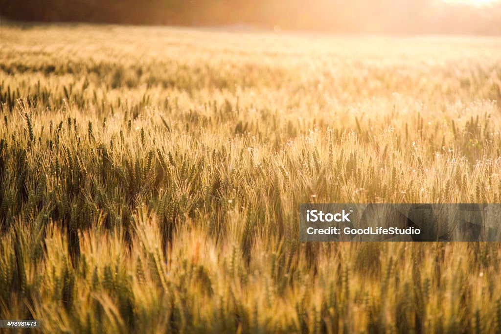 Campos de ouro - Foto de stock de Agricultura royalty-free