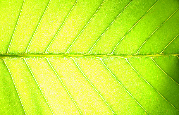 잎 표면화시킵니다 스톡 사진