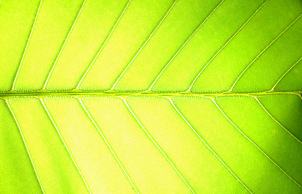 Superfície de folha - fotografia de stock