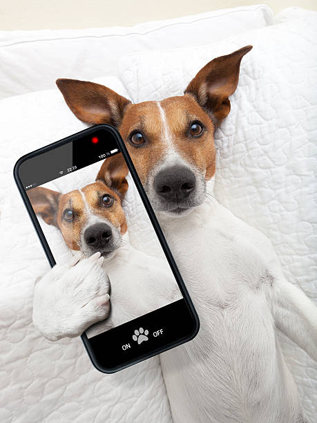 istock sleepyhead selfie dog 498981551