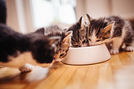 A litter of kittens from the same family eating healthy cat food from a bowl together on the wooden floor of a kitchen