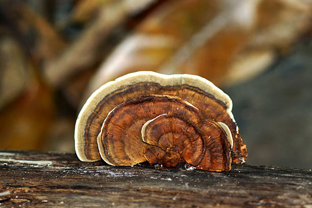 istock Wild mushrooms on a wooden surface 498981737