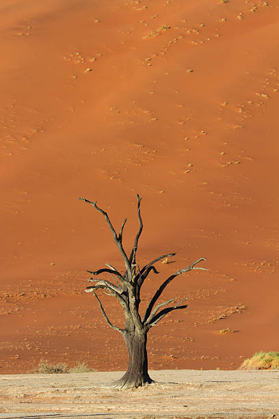 versteinerte baum in vor einem roten sand dune - petrified sand dune stock-fotos und bilder