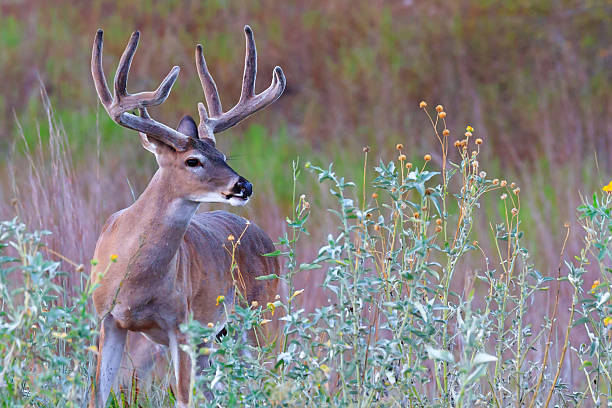 white-tailed deer - mule deer stock-fotos und bilder