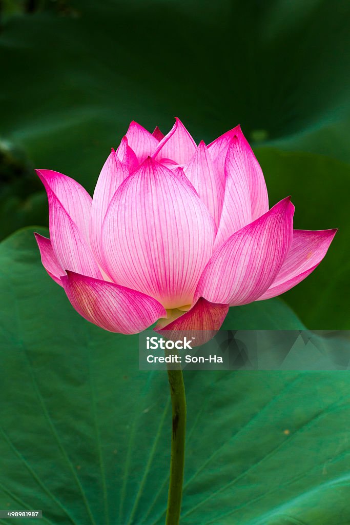 Lotus flower Lotus flower and Lotus flower plants Bean Stock Photo