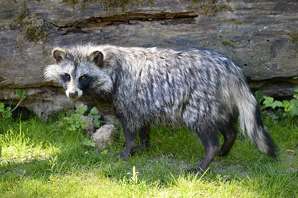 raccoon собака на траве - raccoon dog стоковые фото и изображения
