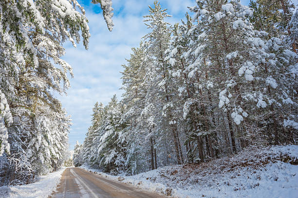 istock Petawawa - Rural roads through tall pine forests. 498982142