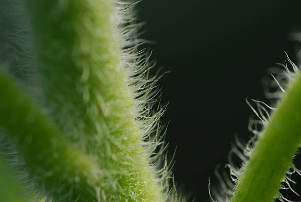 verde germoglio girasole primo piano - circle nature botany bud foto e immagini stock